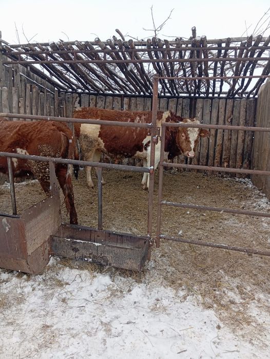 Продам Быка симментал