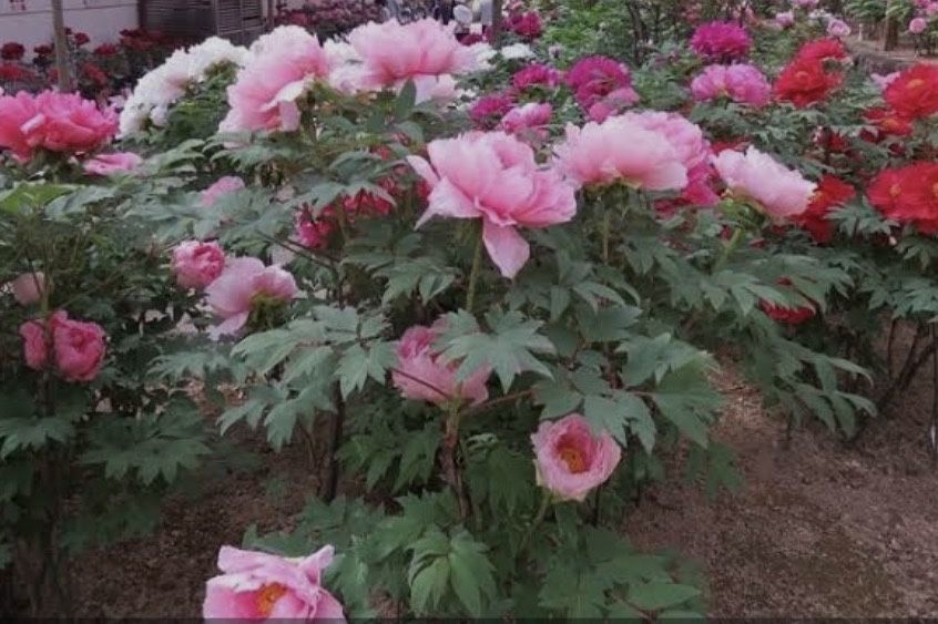 Пион древовидный 5 сортов