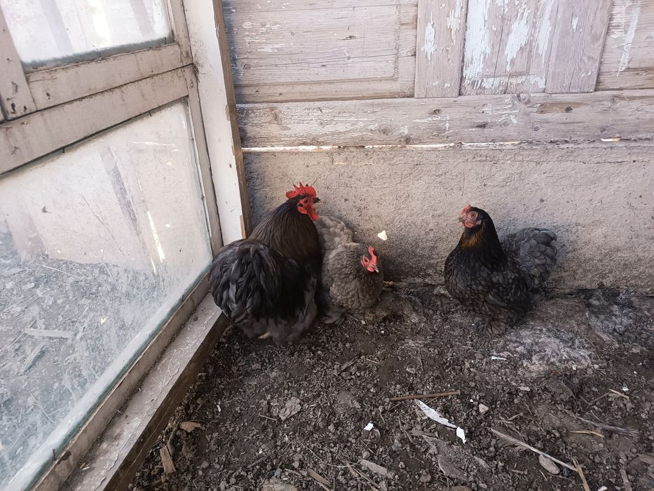 Карликтер сатылады