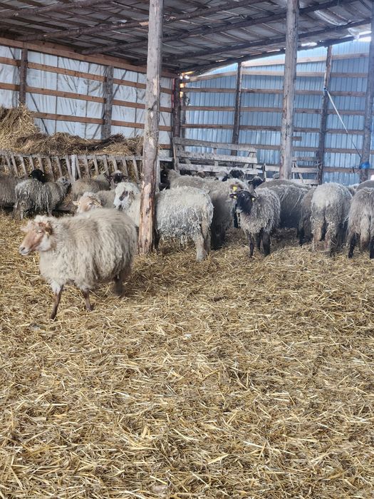 Oi tinere 100 fatate schimb cu auto sau tractor