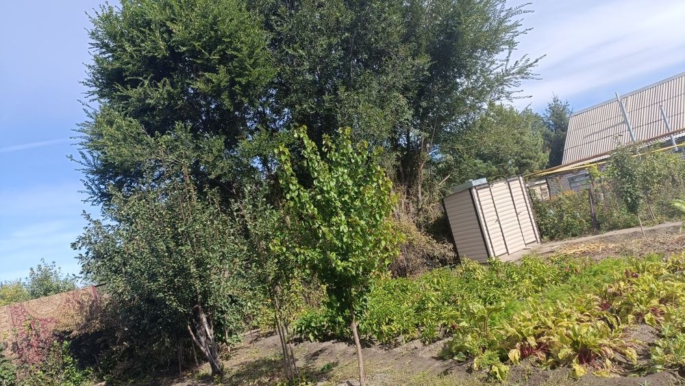 Продам дачу со всеми насаждениями