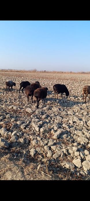 Bug'oz qo'ylar sotiladi