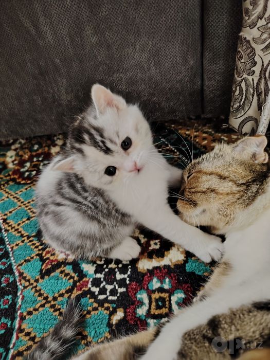 Продаются шотландские скотиш фолд, страйт.