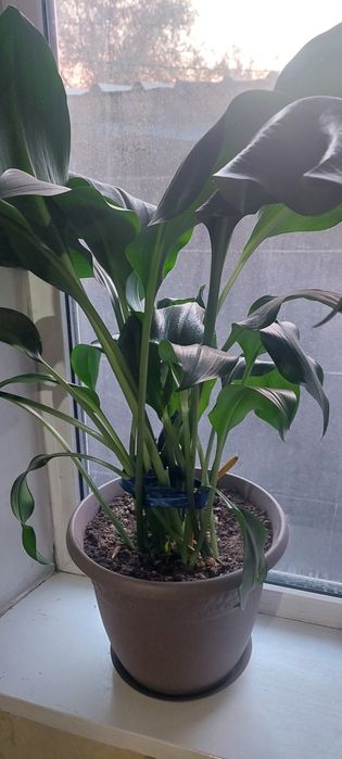 Продам цветы комнатные