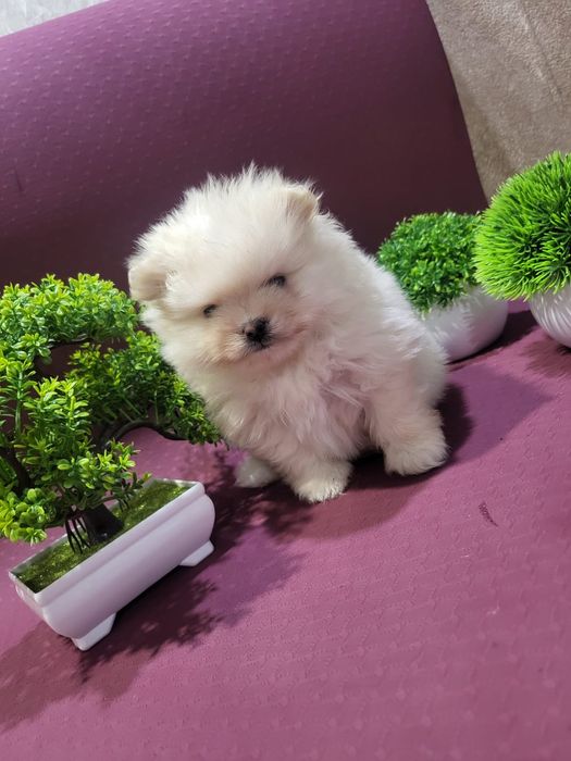 Очаровательные щенки шпица.