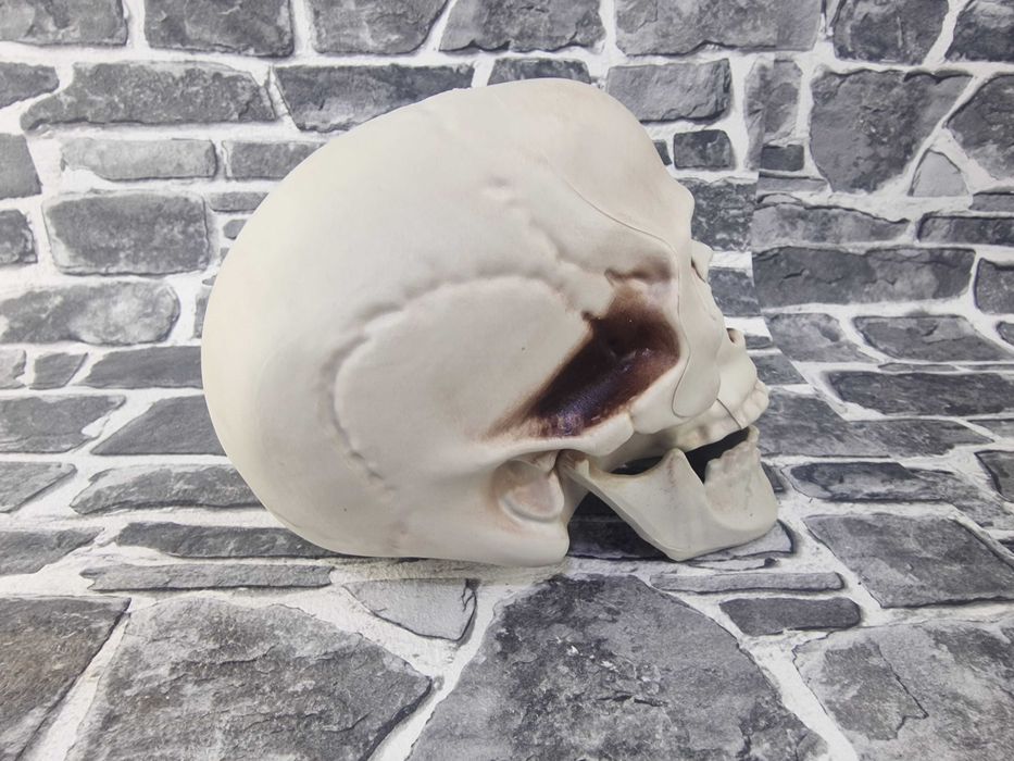 Череп Модел Глава