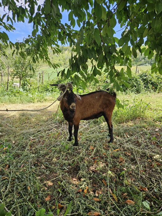Vând țap alpin ,vârstă un an  .