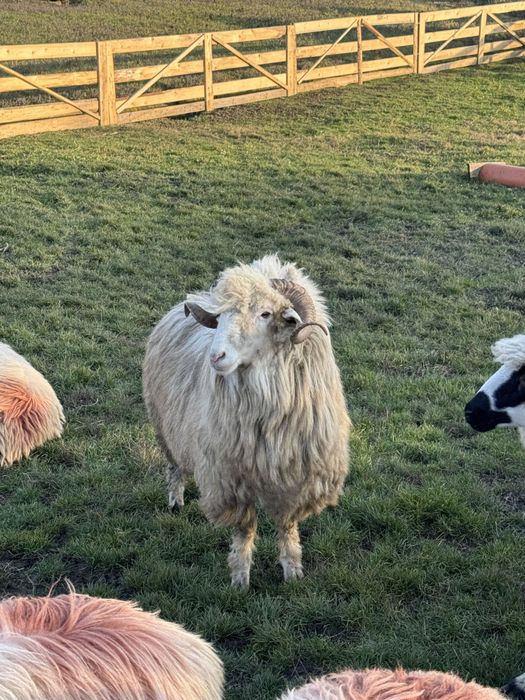 Berbec Bal disponibil