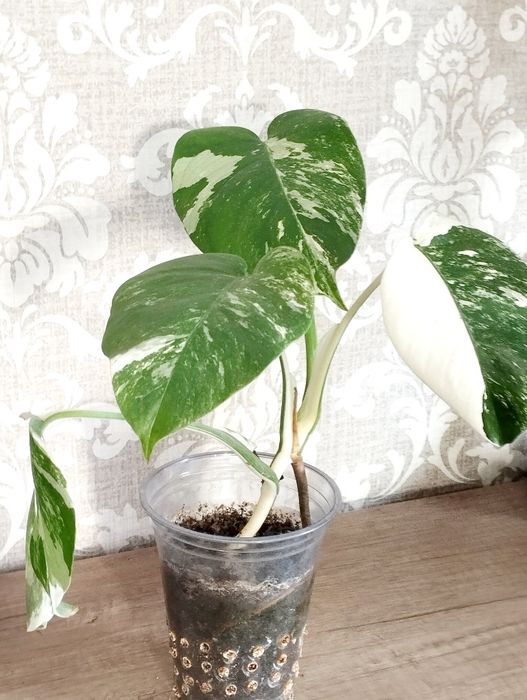 Монстера борзига Альба.