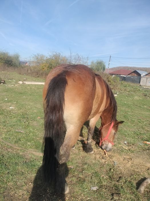 Vând cu totul  mânza de un an și 5 luni din cai grei