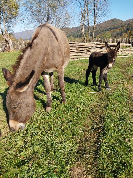 Lapte de măgăriță