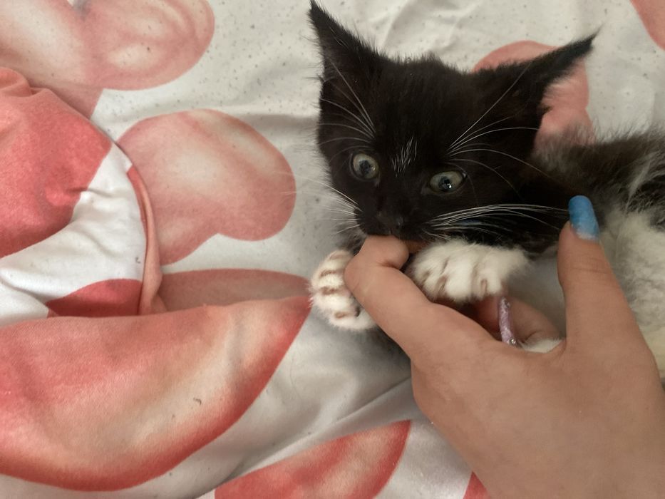 Отдам двух котят сирот г.Косшы