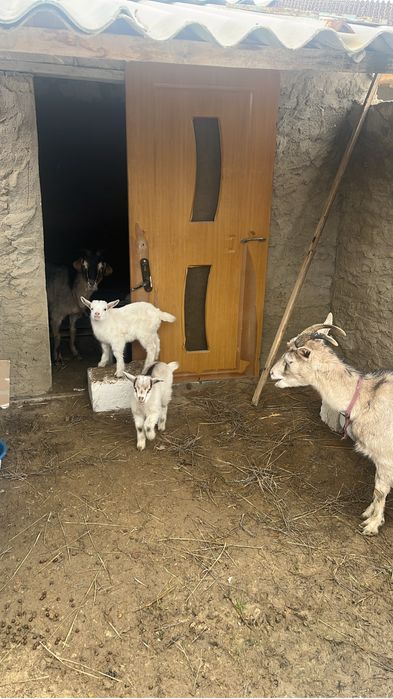 ешкі сатылады лагымен