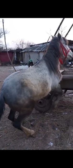 Vând poneiță de 3 pe 4 ani