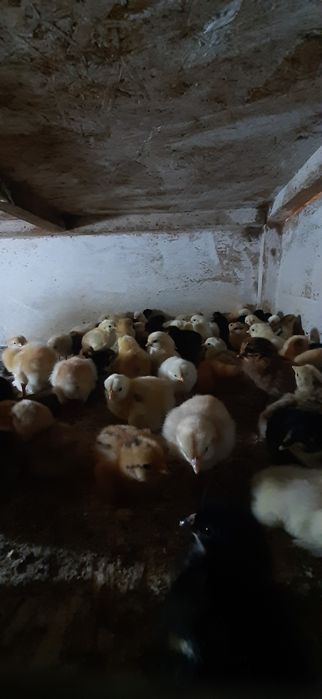 Продам циплят несушка