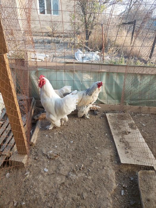 Брама петухи годовалые