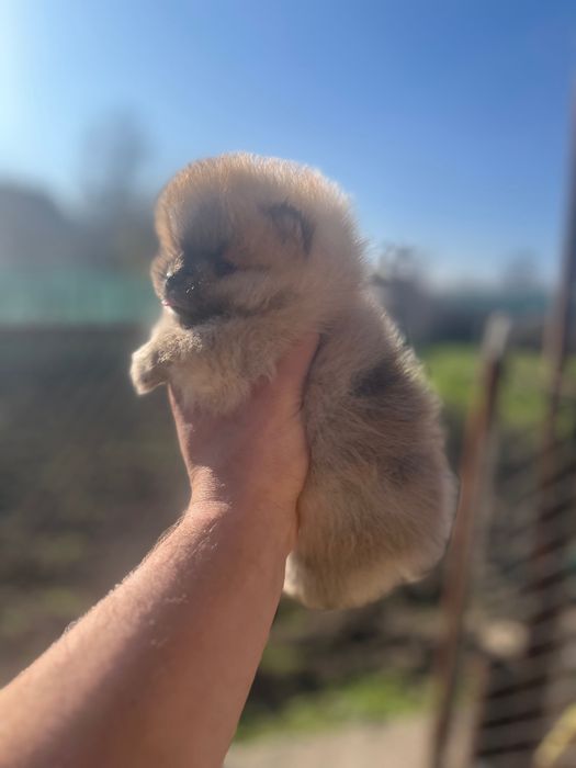 Мини померанчета