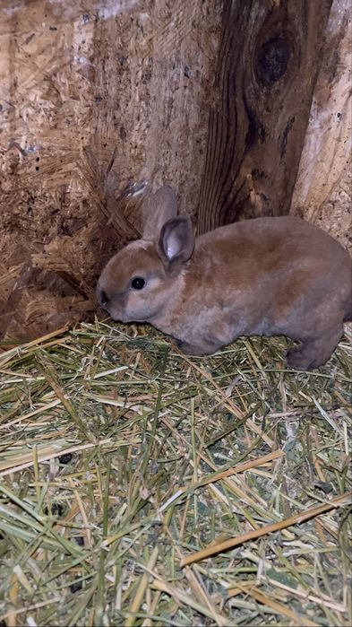 Iepurași  Holland Lop și Rex pitic disponibili !