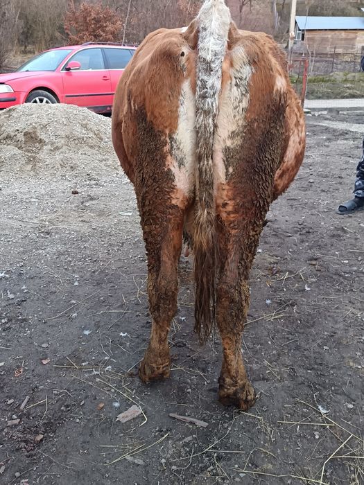 De vânzare vacă gestantă