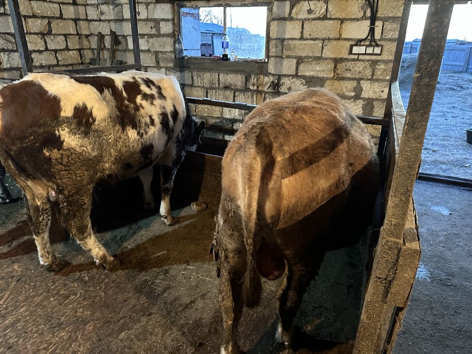 Откорм бұқа сатылады