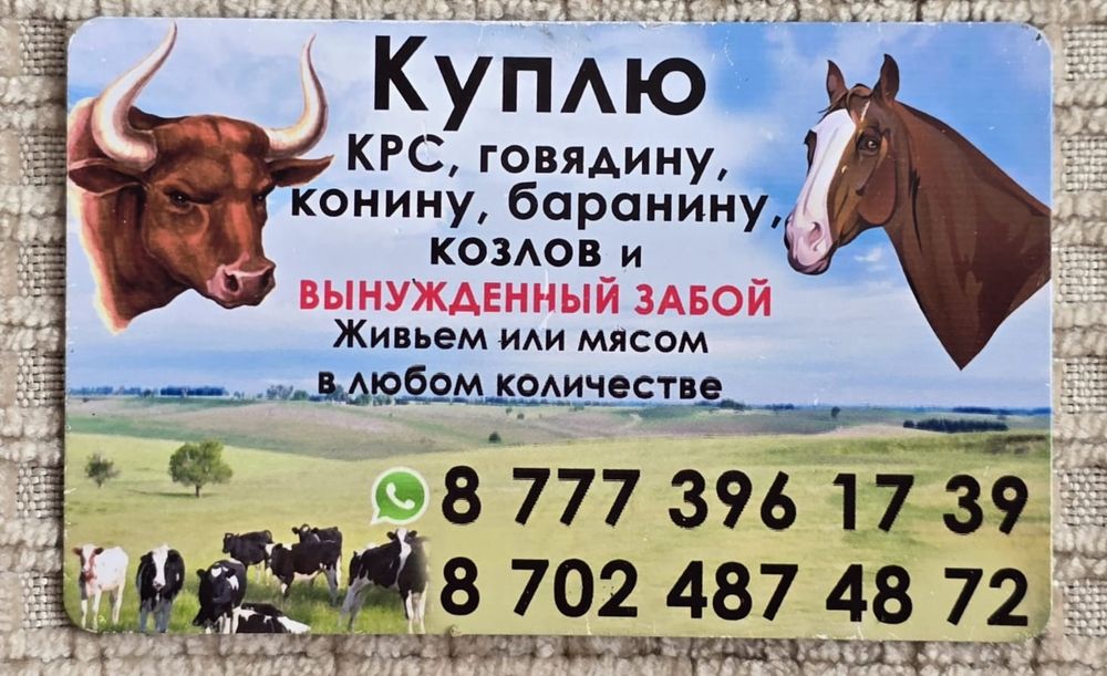 Коровы телята быки