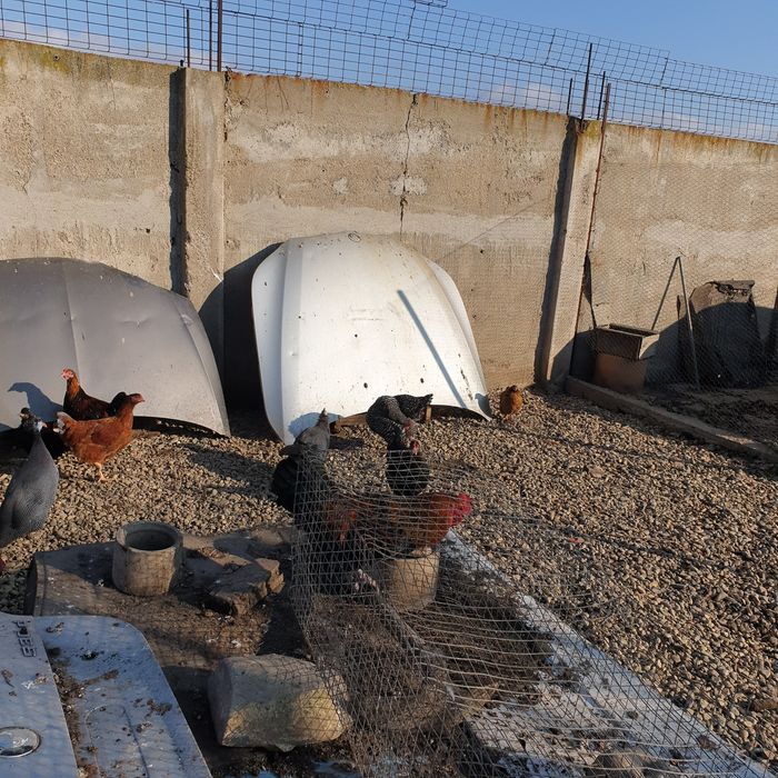 Петли черен мед маран на 7 мес 45лв бр яйца 2 лв гр сливен