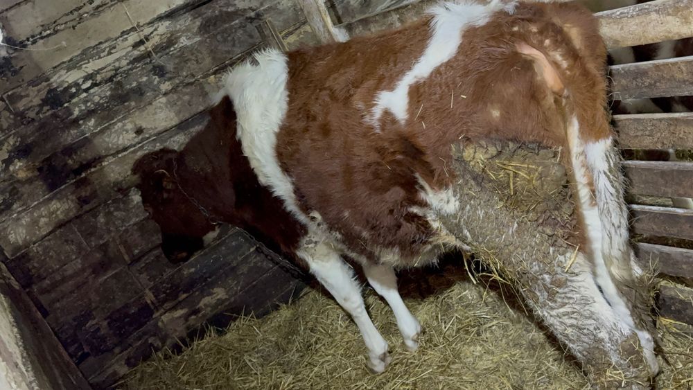 Продам нетеля!!!