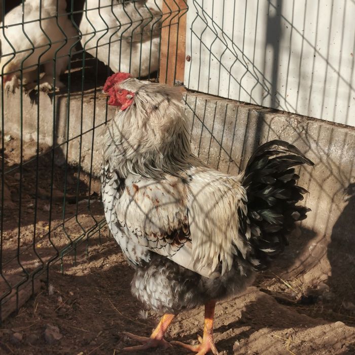 12 cocosei de 10 luni cauta gainuse