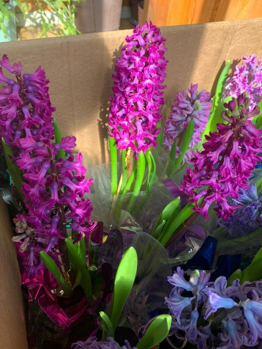 Цветы Геоцинты в горшочкх