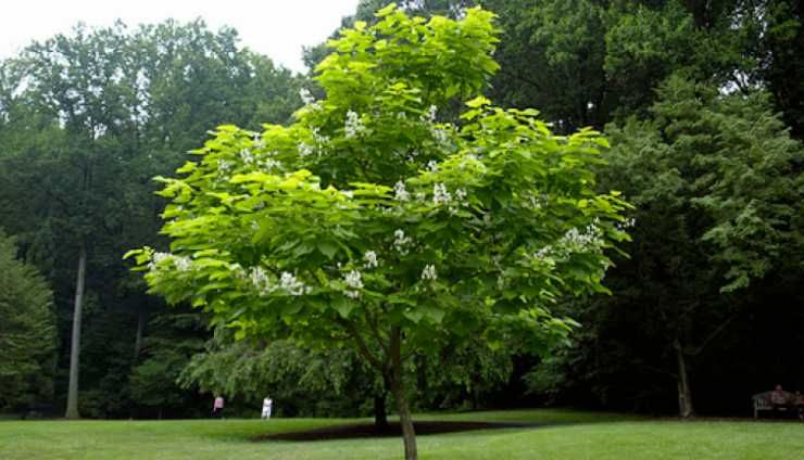 Декоративни Медоносни Дървета И Храсти