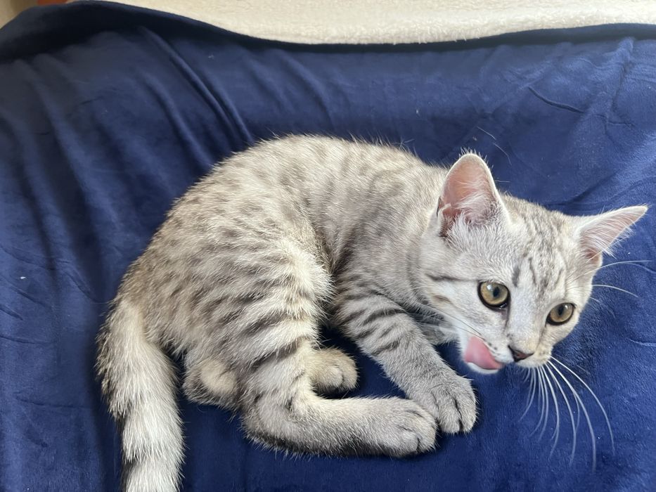 Котенки милашки:)!