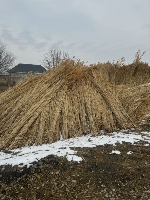 Қамыс, Маты сатылады,