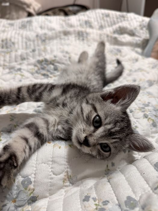 Котенок в добрые руки