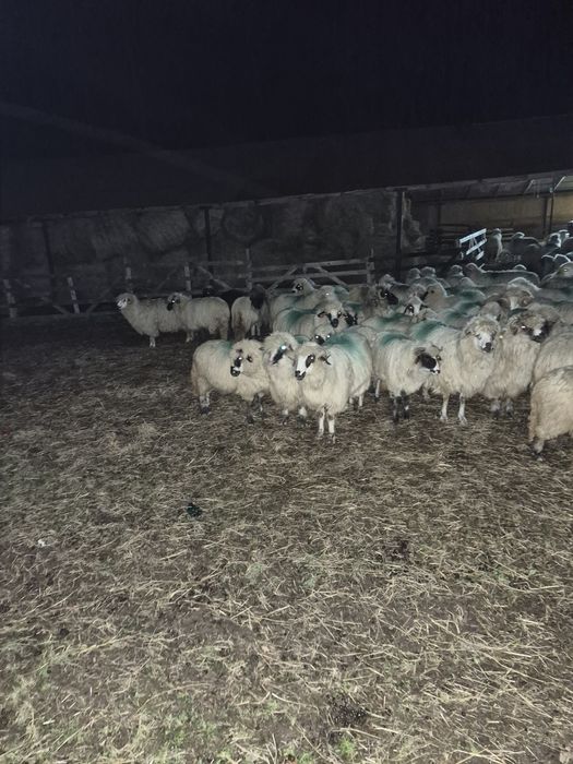 Se vinde turma de oi