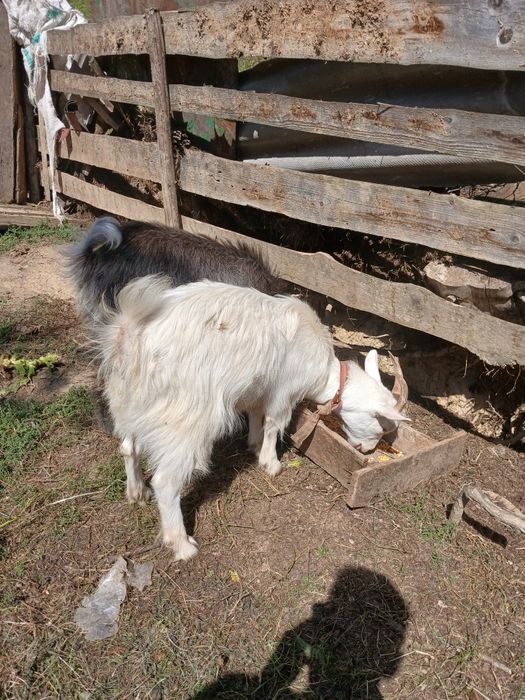 Vând două capre de 7 luni o capră şi un țap