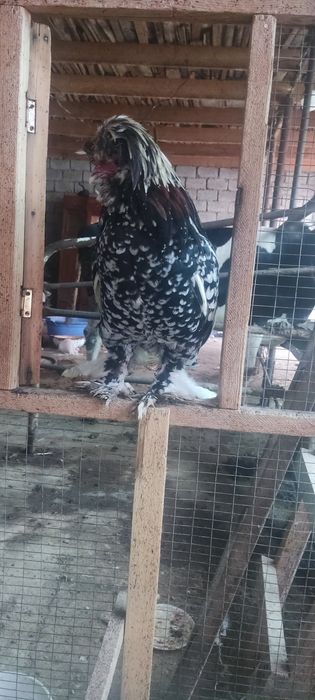 Yaponka para 1ta 1 ta tovuq