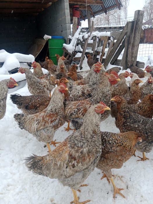 Билефельдер Петушки.