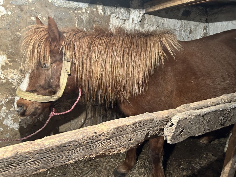 Продам кабылу