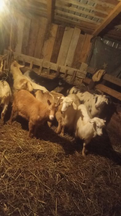 Vând 7 capre tinere