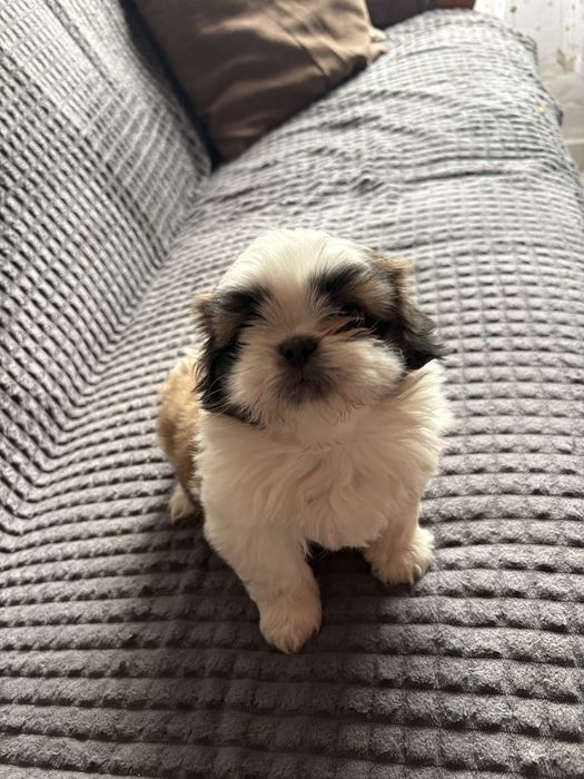 Vand pui shih tzu