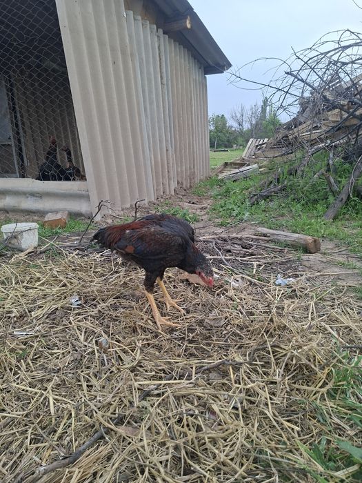 Дакан чоже кораз