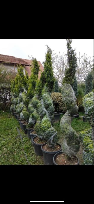 Spirale verzi întreținute aspect elegant