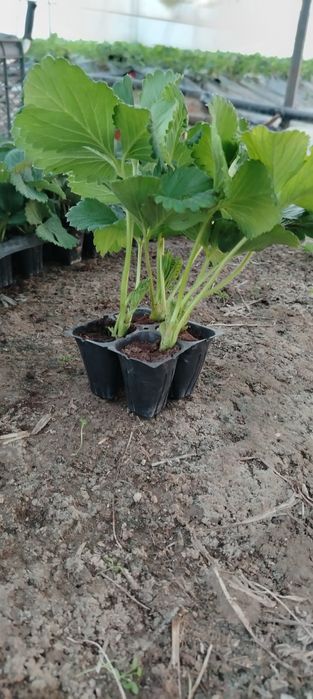 Корейский кулупнай ку́чатлари сотувда