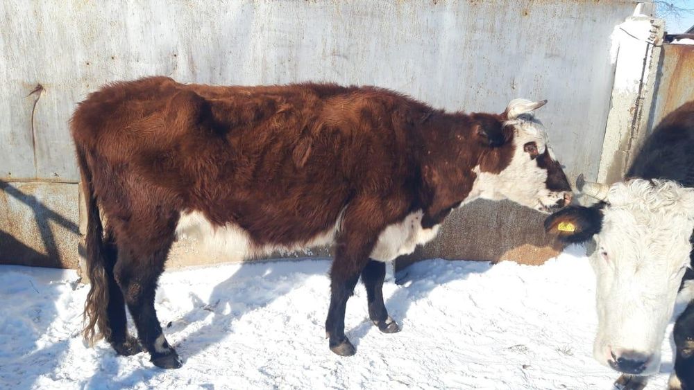 Сиыр корово бык бұқа