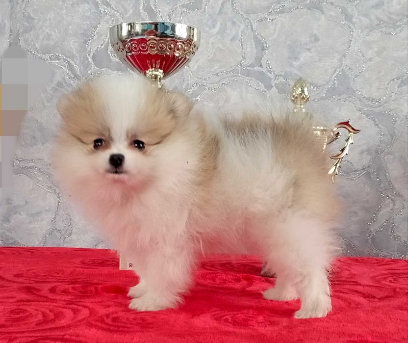 Щенки Немецкого Шпица с документами.