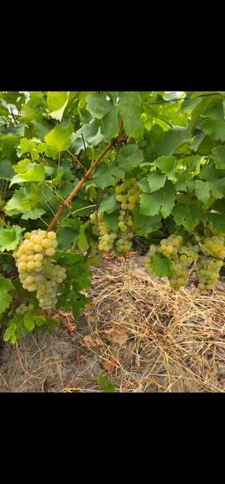 Vand struguri de vin