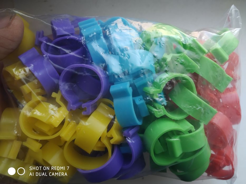 Голуби  для голубей