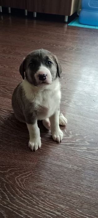 Продаю щенков Алабая