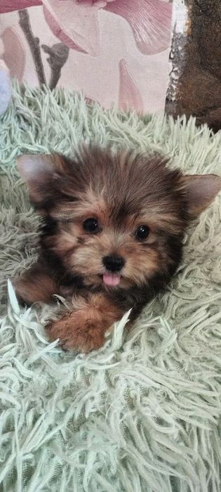 Продаётся прекрасная девочка