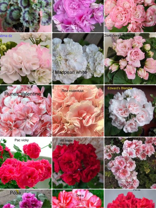 Продам укорененные черенки сортоввх пеларгоний 2000